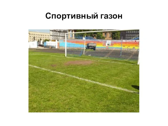 Спортивный газон