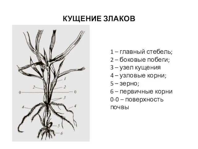 КУЩЕНИЕ ЗЛАКОВ 1 – главный стебель; 2 – боковые побеги; 3