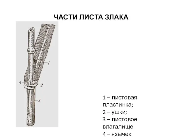 ЧАСТИ ЛИСТА ЗЛАКА 1 – листовая пластинка; 2 – ушки; 3