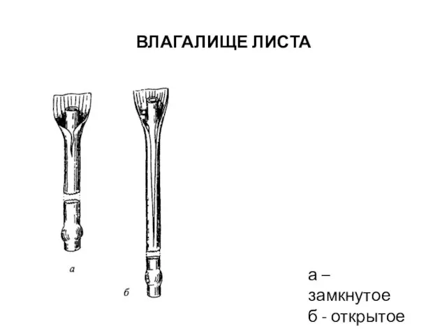 ВЛАГАЛИЩЕ ЛИСТА а – замкнутое б - открытое