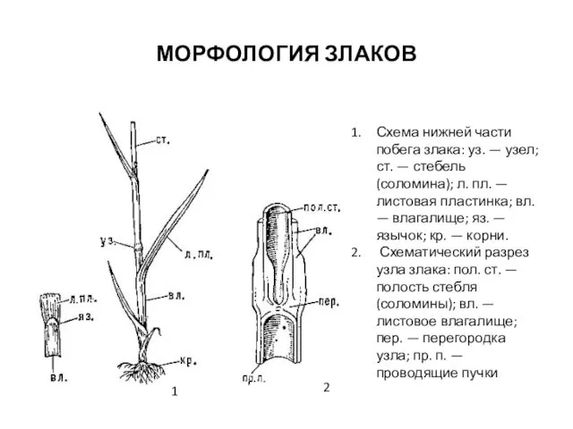 МОРФОЛОГИЯ ЗЛАКОВ Схема нижней части побега злака: уз. — узел; ст.