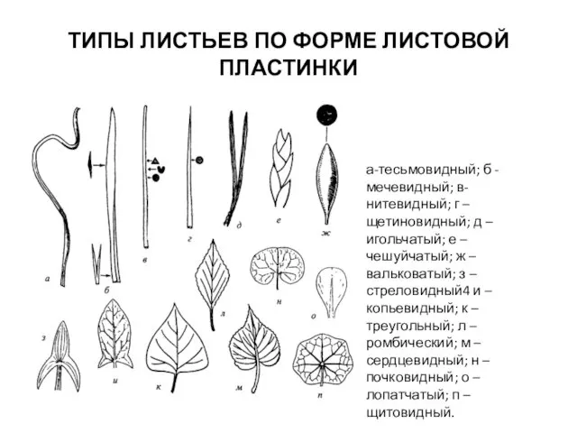 ТИПЫ ЛИСТЬЕВ ПО ФОРМЕ ЛИСТОВОЙ ПЛАСТИНКИ а-тесьмовидный; б - мечевидный; в-