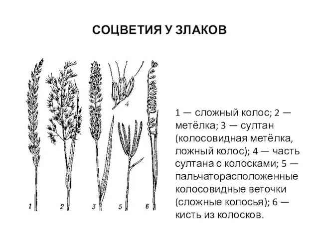 СОЦВЕТИЯ У ЗЛАКОВ 1 — сложный колос; 2 — метёлка; 3