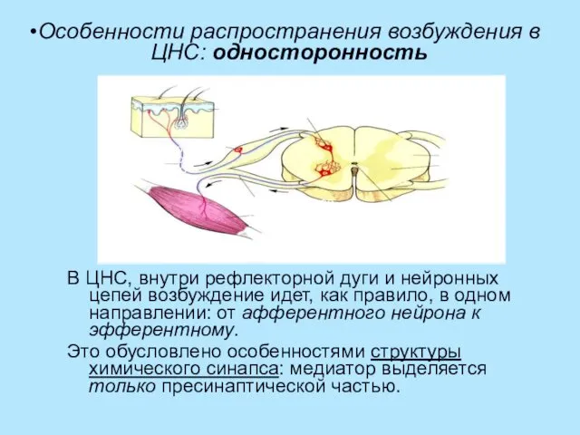 Особенности распространения возбуждения в ЦНС: односторонность В ЦНС, внутри рефлекторной дуги