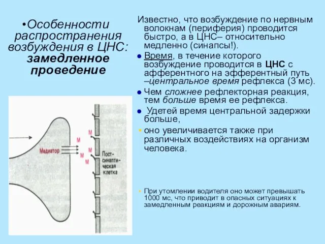 Особенности распространения возбуждения в ЦНС: замедленное проведение Известно, что возбуждение по