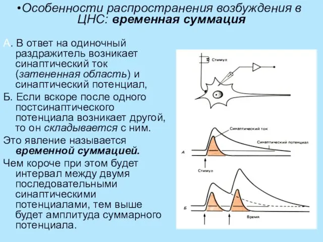 Особенности распространения возбуждения в ЦНС: временная суммация А. В ответ на