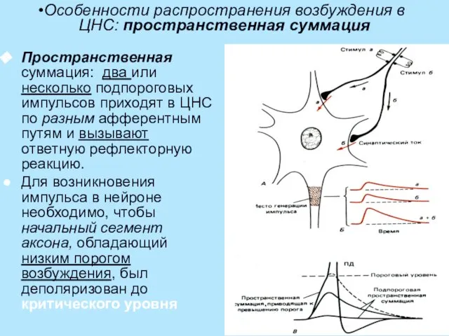 Особенности распространения возбуждения в ЦНС: пространственная суммация Пространственная суммация: два или