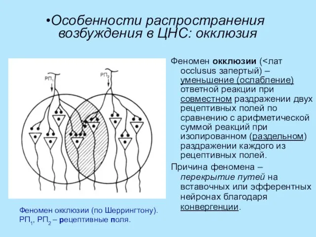 Особенности распространения возбуждения в ЦНС: окклюзия Феномен окклюзии ( Причина феномена