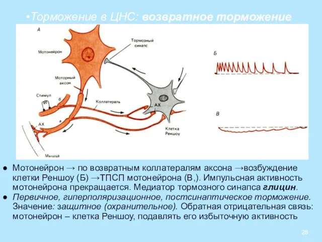 Торможение в ЦНС: возвратное торможение Мотонейрон → по возвратным коллатералям аксона