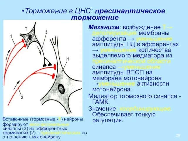 Торможение в ЦНС: пресинаптическое торможение Механизм: возбуждение Т→ деполяризация мембраны афферента