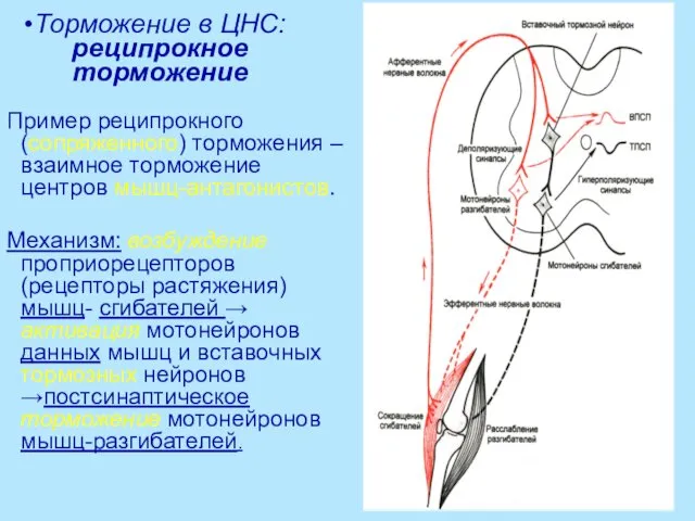 Торможение в ЦНС: реципрокное торможение Пример реципрокного (сопряженного) торможения – взаимное