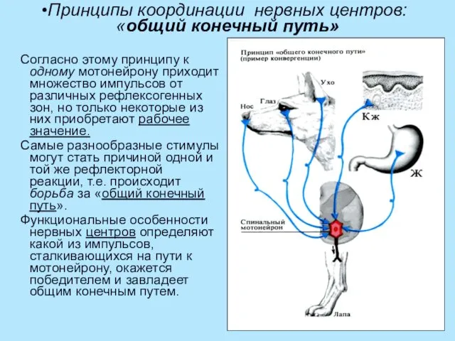 Принципы координации нервных центров: «общий конечный путь» Согласно этому принципу к