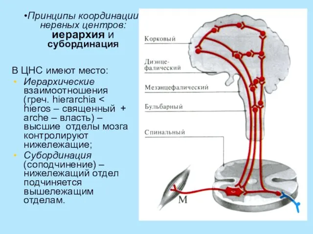 Принципы координации нервных центров: иерархия и субординация В ЦНС имеют место: