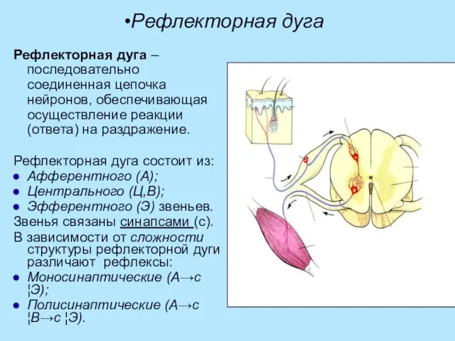 Рефлекторная дуга Рефлекторная дуга – последовательно соединенная цепочка нейронов, обеспечивающая осуществление