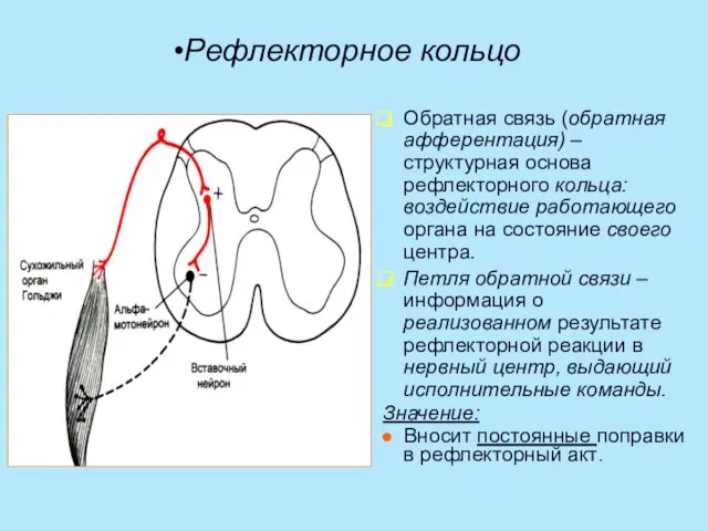 Рефлекторное кольцо Обратная связь (обратная афферентация) – структурная основа рефлекторного кольца: