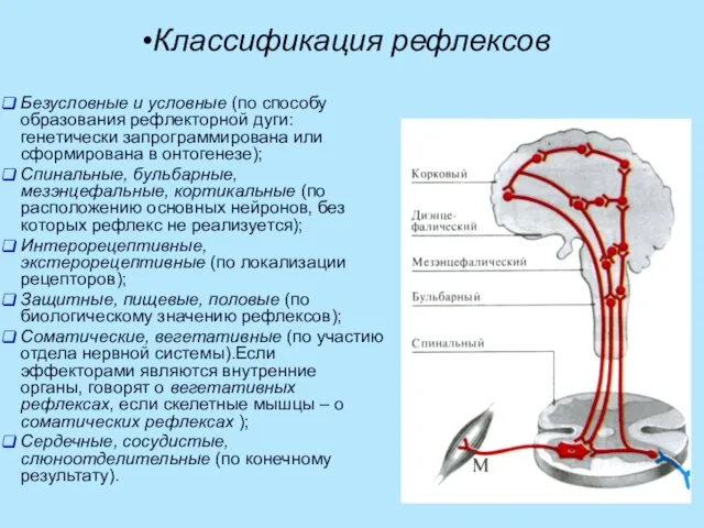 Классификация рефлексов Безусловные и условные (по способу образования рефлекторной дуги: генетически