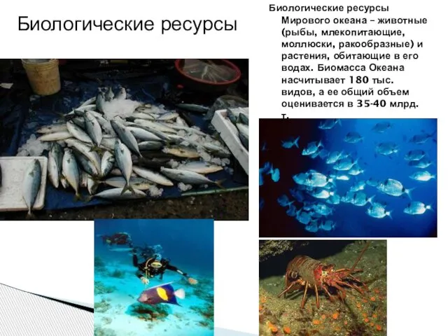 Биологические ресурсы Мирового океана – животные (рыбы, млекопитающие, моллюски, ракообразные) и
