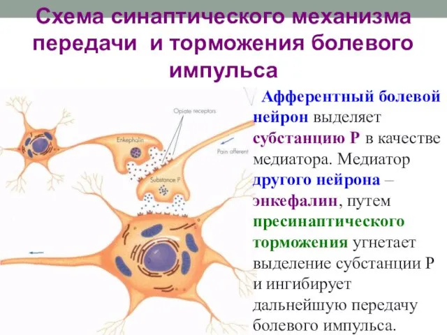 Схема синаптического механизма передачи и торможения болевого импульса Афферентный болевой нейрон