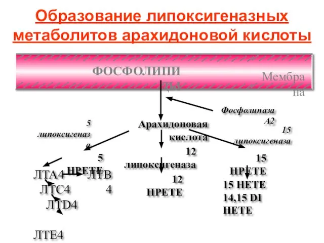 Образование липоксигеназных метаболитов арахидоновой кислоты Фосфолипаза А2 Арахидоновая кислота 12 липоксигеназа