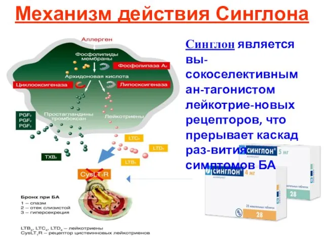 Механизм действия Синглона Синглон является вы-сокоселективным ан-тагонистом лейкотрие-новых рецепторов, что прерывает каскад раз-вития симптомов БА