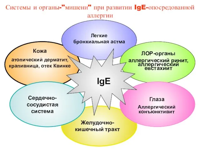 Системы и органы-"мишени" при развитии IgE-опосредованной аллергии