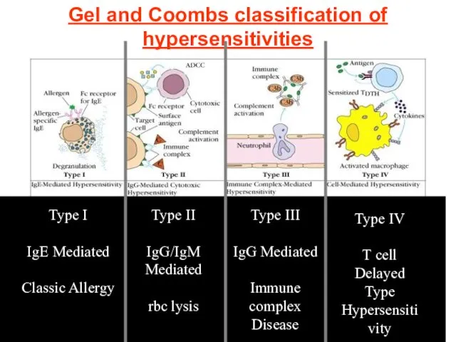 Type I IgE Mediated Classic Allergy Type II IgG/IgM Mediated rbc