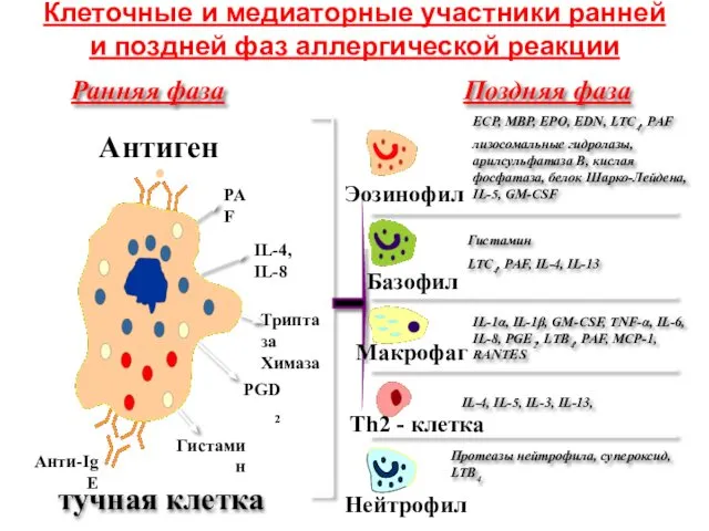 Клеточные и медиаторные участники ранней и поздней фаз аллергической реакции Ранняя