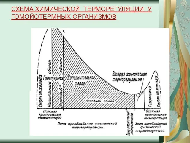 СХЕМА ХИМИЧЕСКОЙ ТЕРМОРЕГУЛЯЦИИ У ГОМОЙОТЕРМНЫХ ОРГАНИЗМОВ