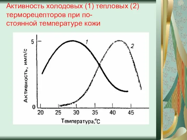 Активность холодовых (1) тепловых (2) терморецепторов при по- стоянной температуре кожи