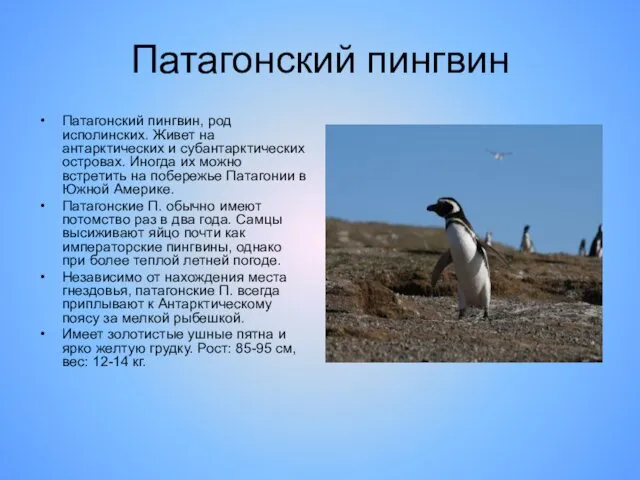 Патагонский пингвин Патагонский пингвин, род исполинских. Живет на антарктических и субантарктических