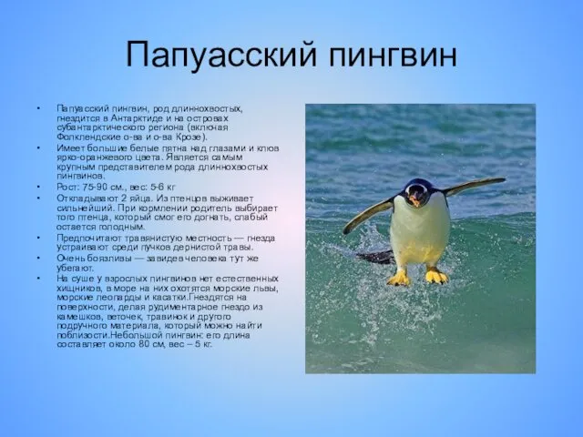 Папуасский пингвин Папуасский пингвин, род длиннохвостых, гнездится в Антарктиде и на