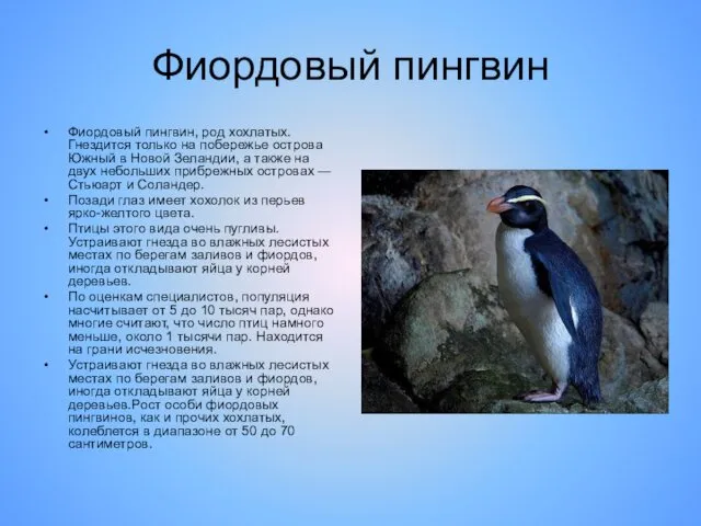 Фиордовый пингвин Фиордовый пингвин, род хохлатых. Гнездится только на побережье острова