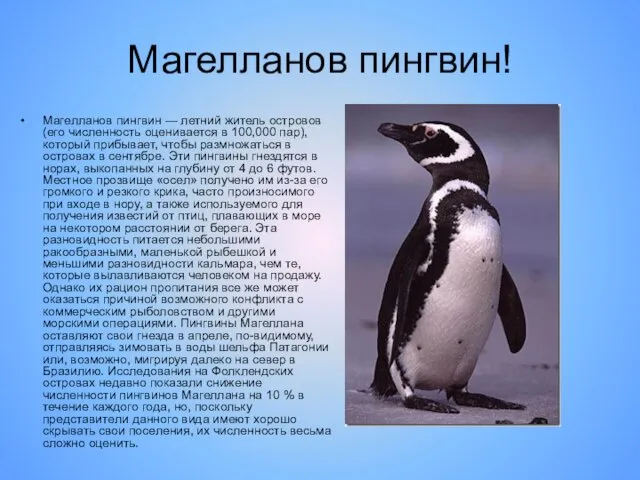 Магелланов пингвин! Магелланов пингвин — летний житель островов (его численность оценивается