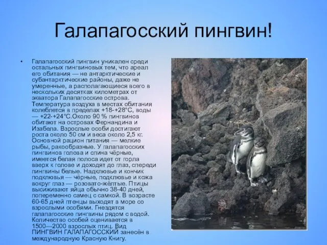 Галапагосский пингвин! Галапагосский пингвин уникален среди остальных пингвиновых тем, что ареал