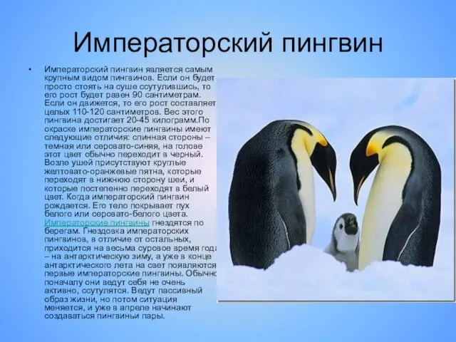 Императорский пингвин Императорский пингвин является самым крупным видом пингвинов. Если он