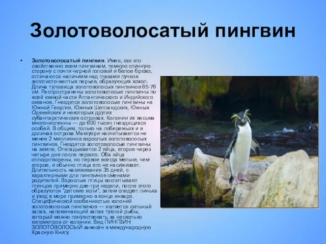 Золотоволосатый пингвин Золотоволосатый пингвин. Имея, как это свойственно всем пингвинам, темную