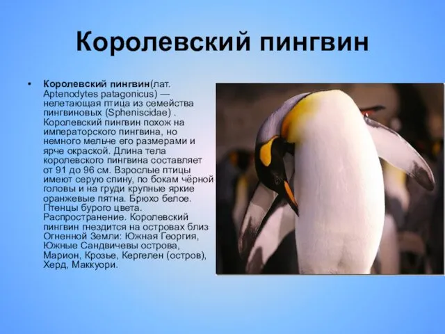 Королевский пингвин Королевский пингвин(лат. Aptenodytes patagonicus) — нелетающая птица из семейства