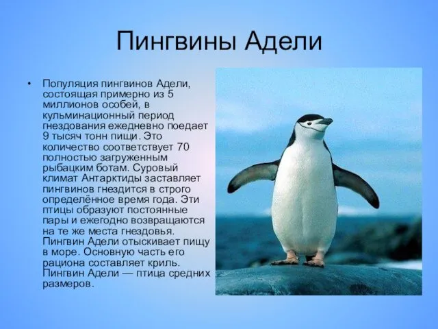 Пингвины Адели Популяция пингвинов Адели, состоящая примерно из 5 миллионов особей,