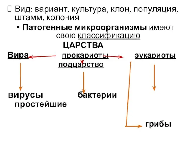 Вид: вариант, культура, клон, популяция, штамм, колония Патогенные микроорганизмы имеют свою