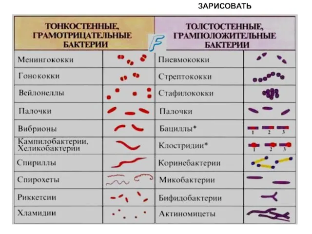 ЗАРИСОВАТЬ