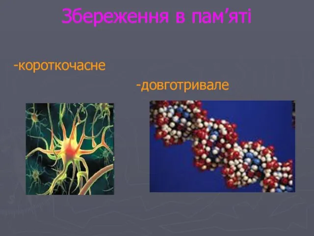 Збереження в пам’яті -короткочасне -довготривале