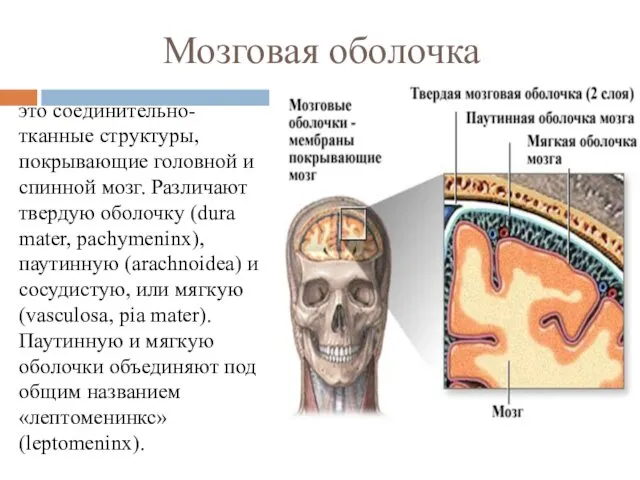 Мозговая оболочка это соединительно-тканные структуры, покрывающие головной и спинной мозг. Различают