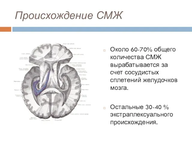 Происхождение СМЖ Около 60-70% общего количества СМЖ вырабатывается за счет сосудистых