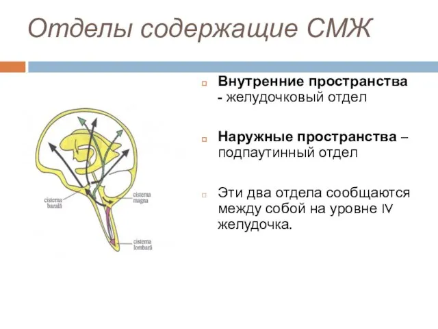 Отделы содержащие СМЖ Внутренние пространства - желудочковый отдел Наружные пространства –