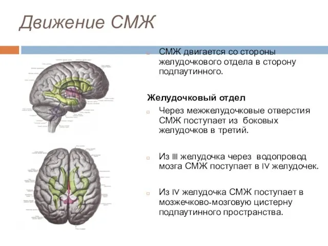 Движение СМЖ СМЖ двигается со стороны желудочкового отдела в сторону подпаутинного.