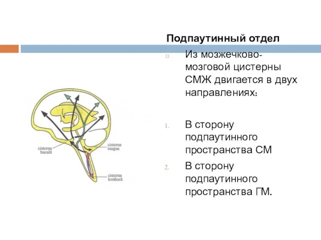 Подпаутинный отдел Из мозжечково-мозговой цистерны СМЖ двигается в двух направлениях: В