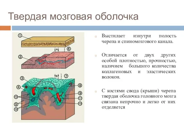 Твердая мозговая оболочка Выстилает изнутри полость черепа и спиномозгового канала. Отличается