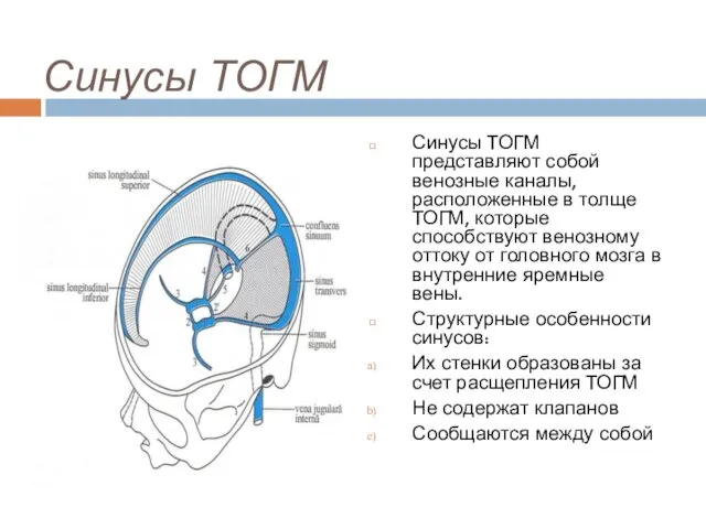 Синусы ТОГМ Синусы ТОГМ представляют собой венозные каналы, расположенные в толще