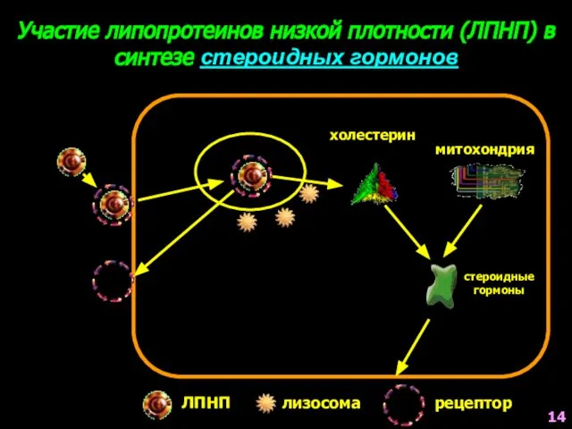 Участие липопротеинов низкой плотности (ЛПНП) в синтезе стероидных гормонов холестерин митохондрия