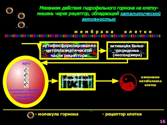 аутофосфорилирование цитоплазматической части рецептора Механизм действия гидрофильного гормона на клетку-мишень через